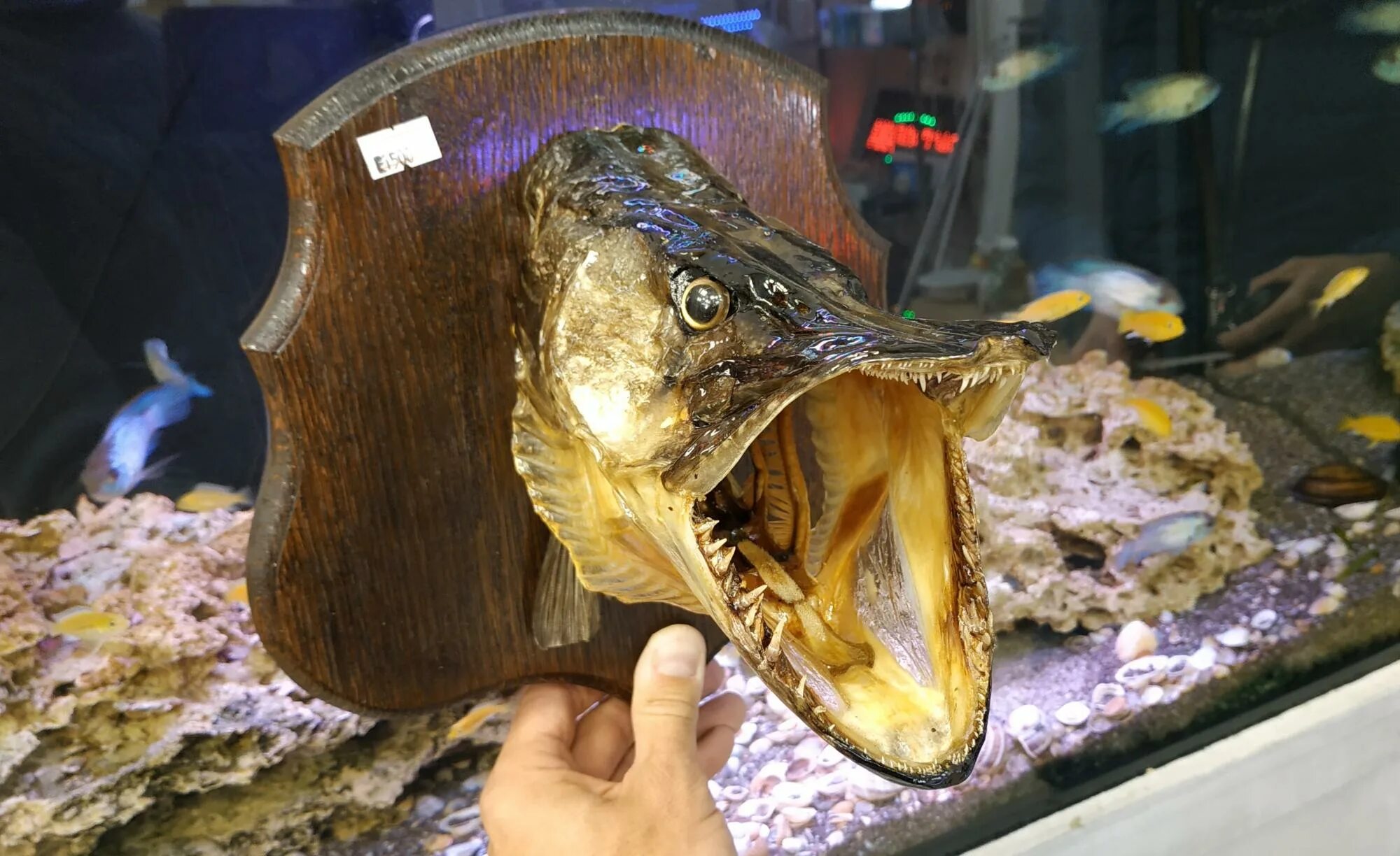 Голова щуки таксидермия. Как сделать чучело из щуки. Чучело головы щуки. Чучело из щучьей головы. Чучело щуки.