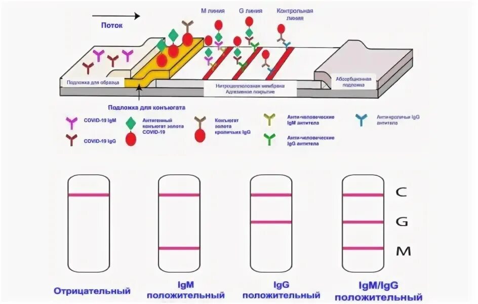 качественное определение углерода в органическом соединении. качественное определение обнаружено. тест антитела к коронавирусу sars-cov-2 igg. прокаливание медной проволоки в пламени спиртовки. антитела референсные значения.