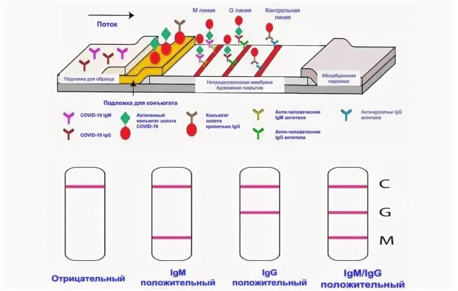 Антитела в сыворотке крови igg. Схематическое изображение иммунохроматографической тест-полоски. Иммунохроматографическая тест-полоска схема. Положительный ПЦР экспресс. Экспресс тест на коронавирус интерпретация результатов.
