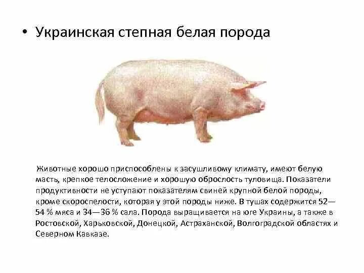 Украинская Степная белая порода свиней. Украинская белая Степная порода свиней крупноплодность. Выведение украинской Степной породы свиней. Порода поросят украинская Степная. Степная свинья