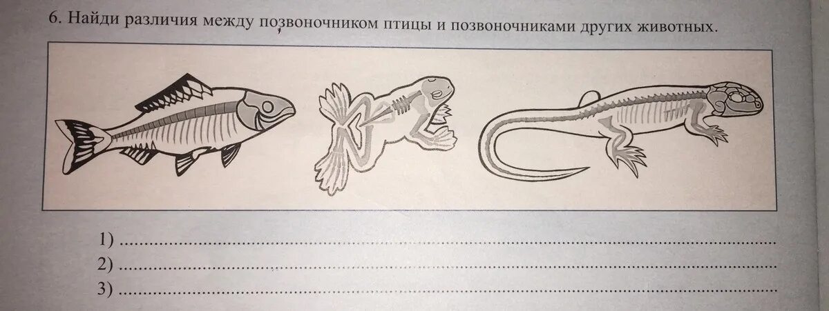 Тест позвоночные 7 класс. Различие между позвоночником птицы и позвоночниками других животных. Рисунки детей о позвоночных животных легкие. Раскраски позвоночных животных. Позвоночные животных учебник.