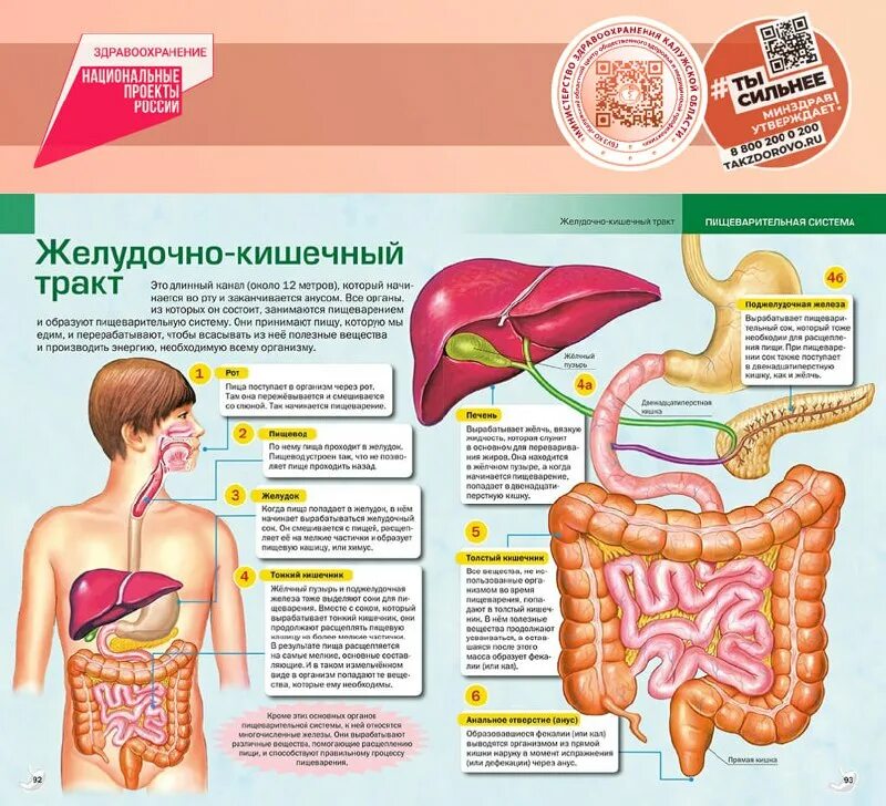 Печень и желудочно кишечный тракт. Печень и желудочно кишечный тракт