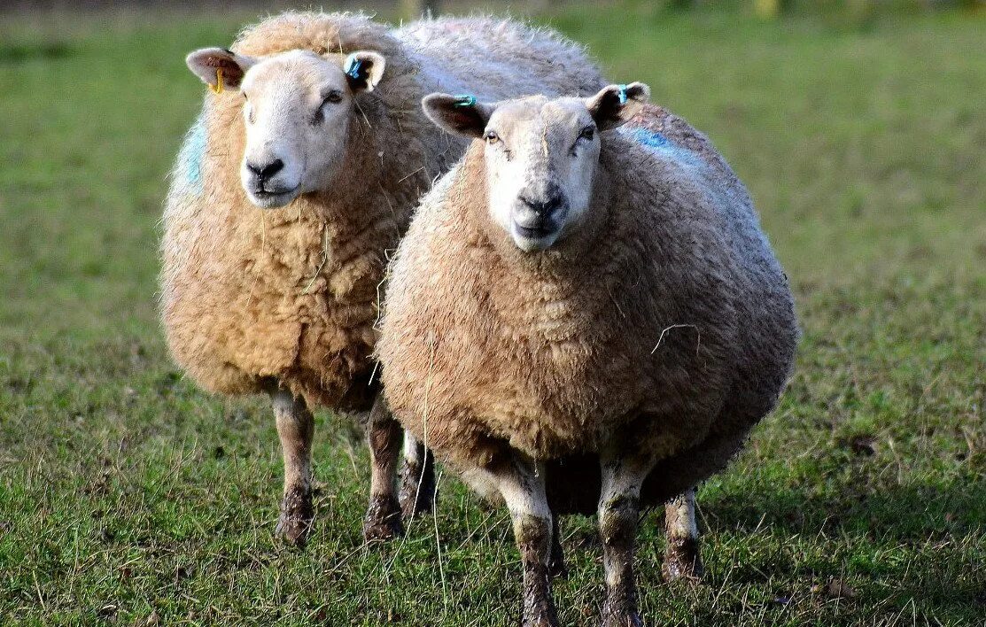 Овцеводство дорсет. Выбрать барана. Овчарня романовских овец. Выбрать барана. Взрослые овцы.