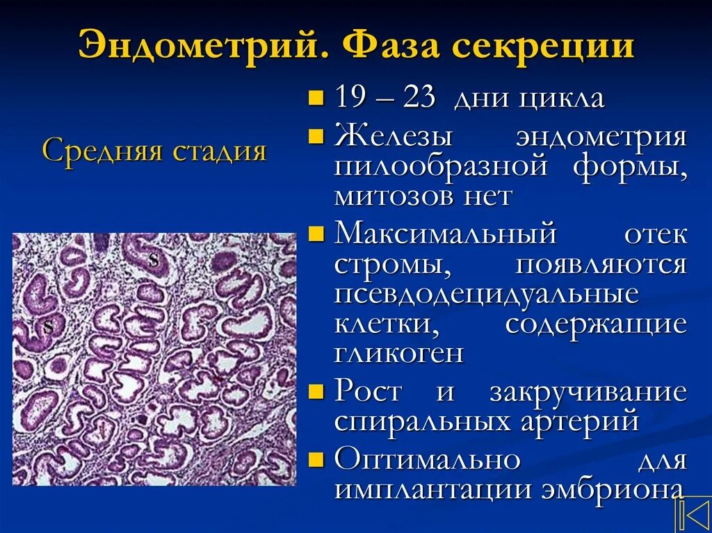 Эндометрий обратного развития. Эндометриальные железы. Фаза пролиферации и секреции. Фаза средней секреции по УЗИ.