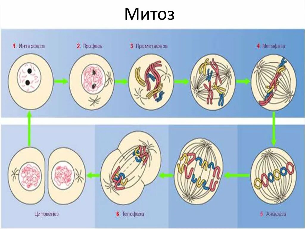 Жизненный цикл клетки митоз схема. Интерфаза митоза и мейоза. Схема митоза цикл. Фазы митоза схема.