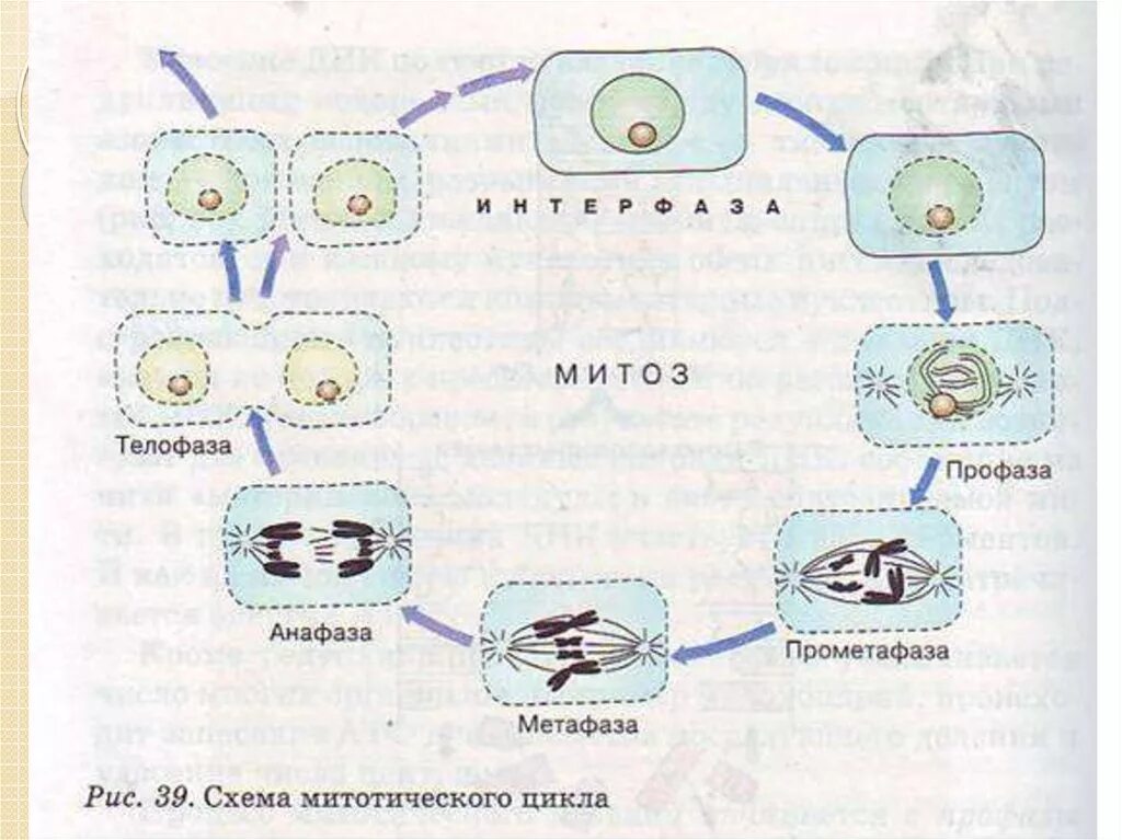 Накопление энергии для деления клетки. Схема клеточного цикла митоза. Митотический цикл клетки рисунок. Схема стадий жизненного цикла клетки. Схема клеточного и митотического циклов.