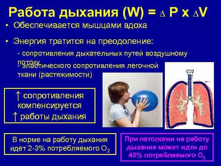 Дыхание во время работы. Работа дыхания. Работа выдоха. Физиология дыхательных путей. Совершенствование работы дыхательной системы..