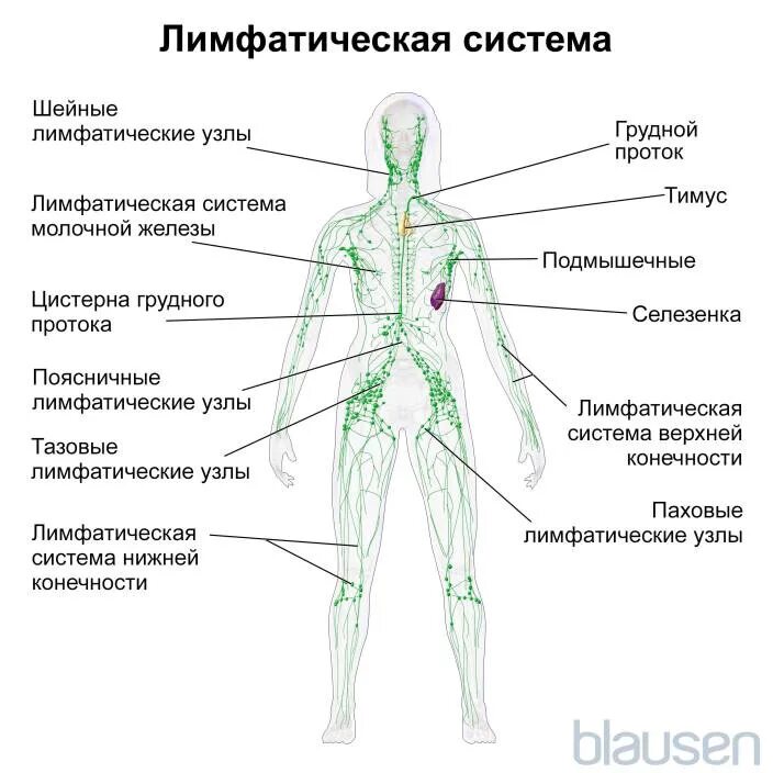 Лимфоузлы на теле женщины схема. Лимфатическая система человека схема анатомия. Схема строения лимфоидной системы человека. Лимфатическая система человека узлы. Лимфатическая система лимфоузлы.