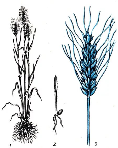 Пшеница растение. Корень пшеницы. Корневая система пшеницы. Ячмень растение. Жито корень