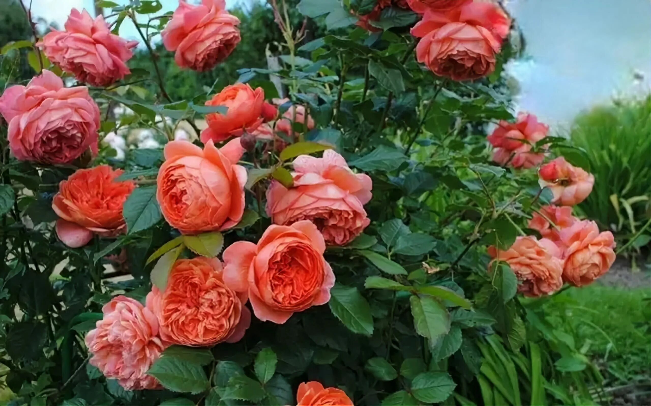 Купи розы отзывы. Сорт розы Рене Госсини.
