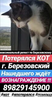 Кот березовский свердловская область