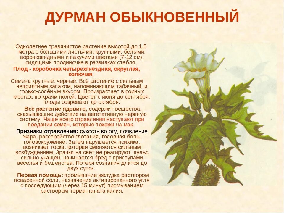 Нежные листья ядовитые корни по порядку