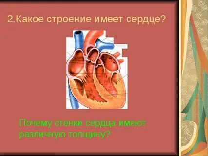 Проект тема сердце
