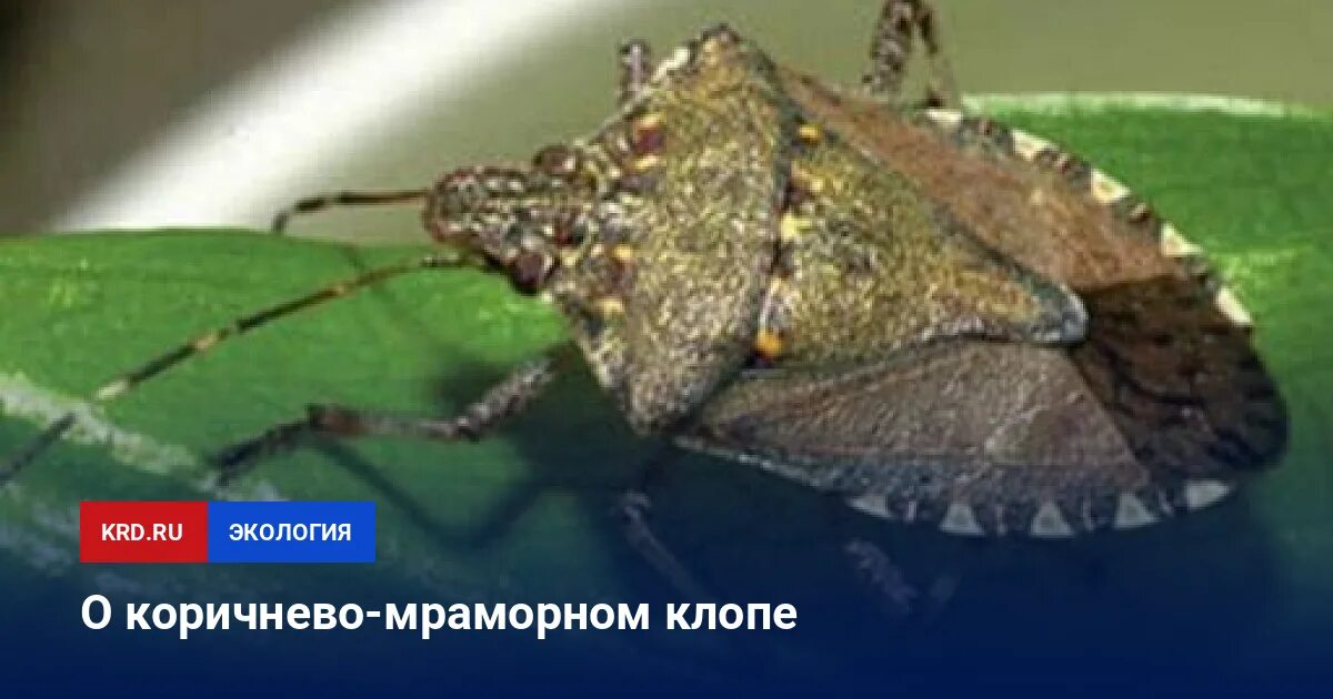 Тип развития насекомых мраморный клоп. Мраморный клоп краснодарский. мраморные клопы в сочи. коричнево-мраморный клоп. коричнево - мраморный клоп – опасный карантинный вредитель.