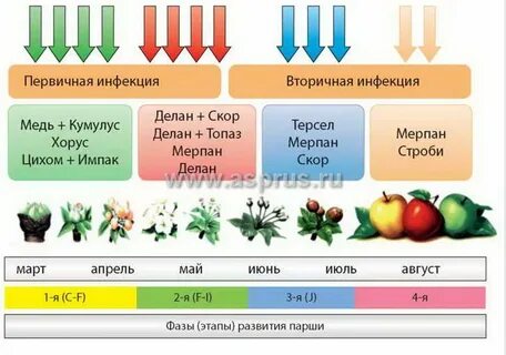 Основные этапы обработки яблок