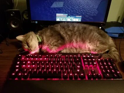 Pc cat