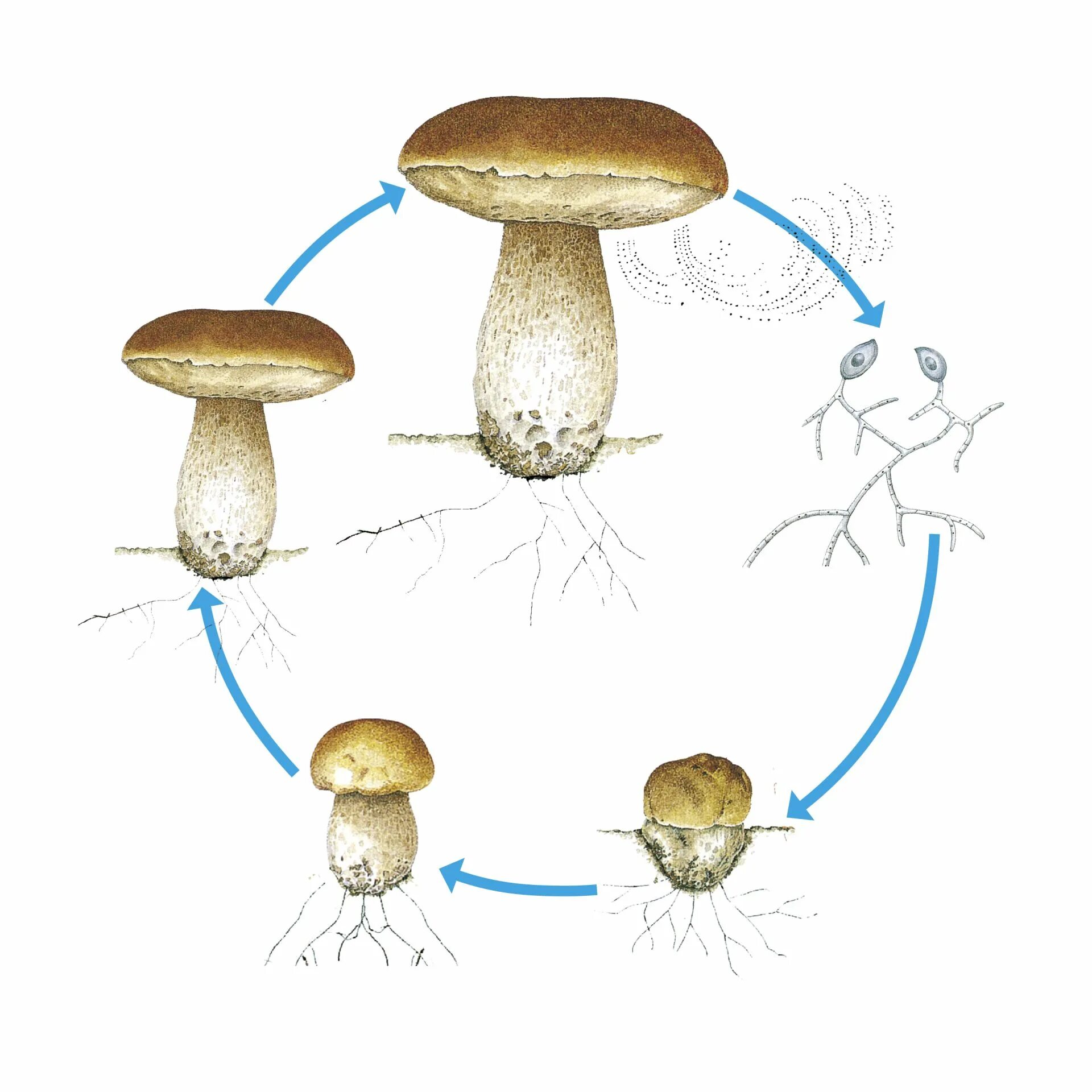 Fungi reproduction. Fungi схема\. Fungi Mushroom разница. Cycle Mushroom. Mushroom глагол