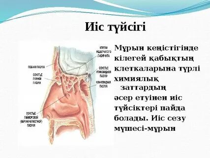 Мен клиторды ақырын сорамын