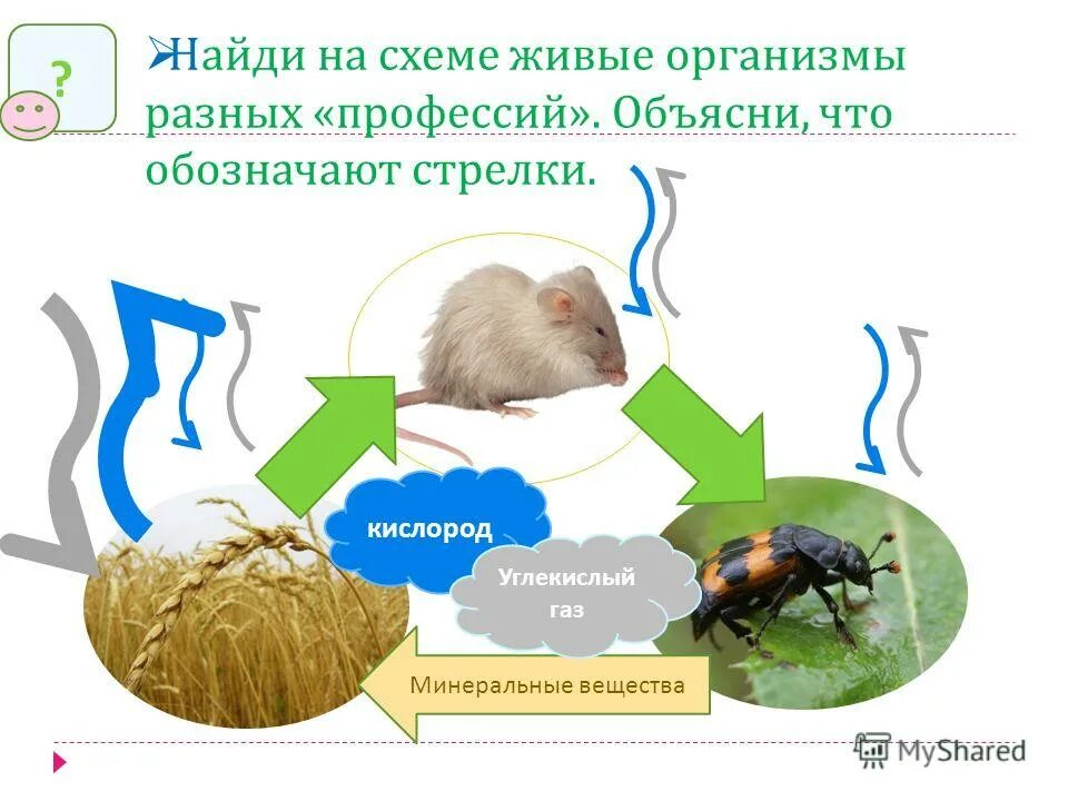 Почему живые организмы размещаются неравномерно