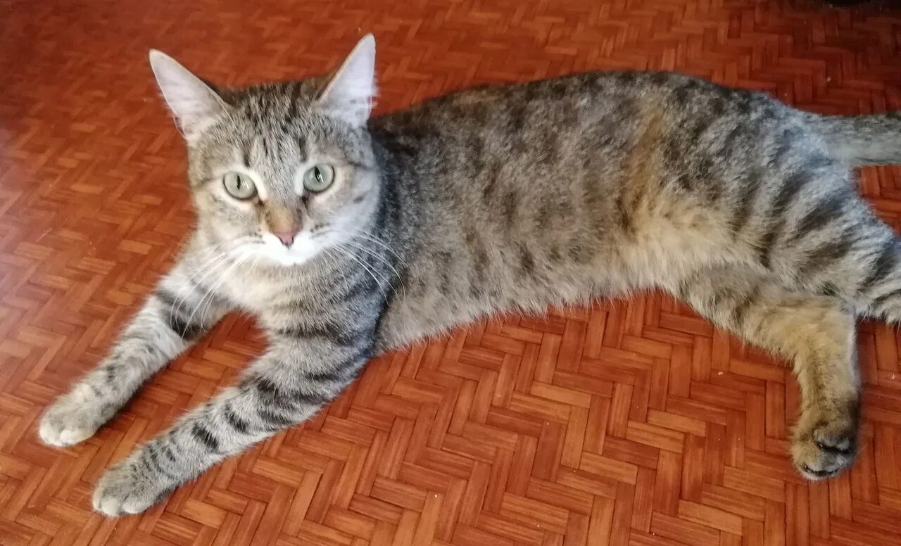 Котята даром город казань. Авито кошки. Кошка фото авито. Сибирский котенок девочка. Catster.