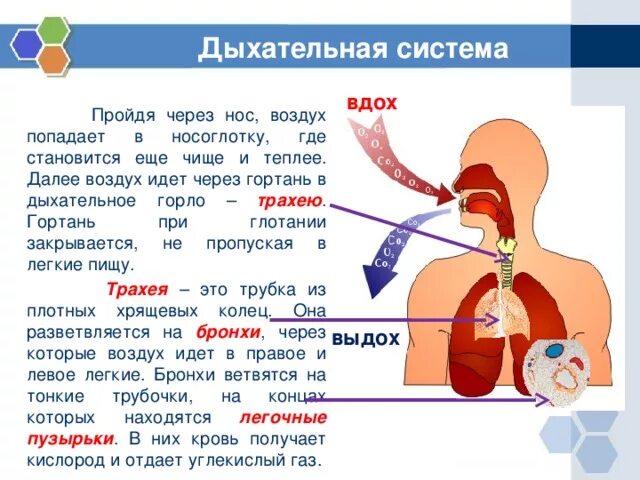 Видеоурок значение дыхания органы дыхания 8 класс. Строение и функции дыхательной системы. дыхательная система через нос. значение дыхательной системы человека. органы дыхания и их значение.