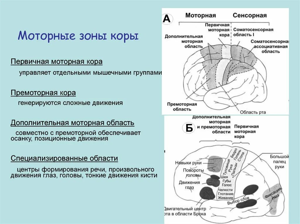 Функция премоторной области коры. Моторная зона коры головного мозга.