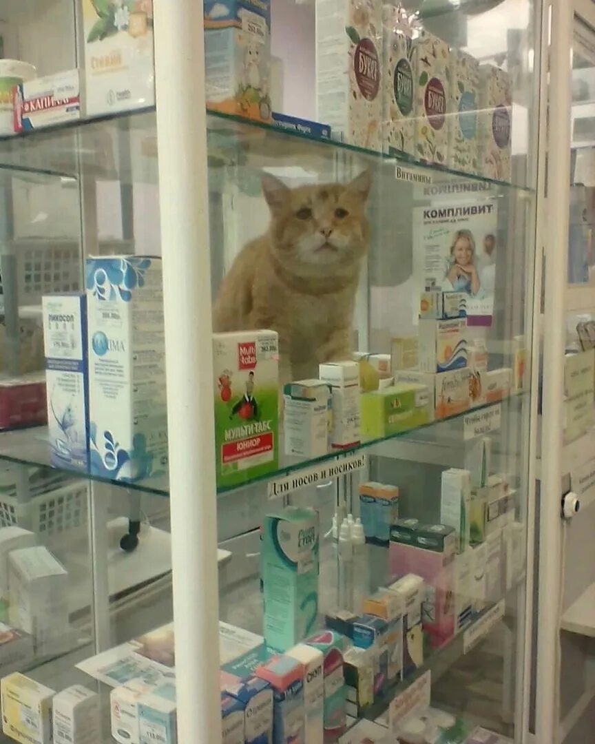 Котик антидепрессант. Кот Аптекарь. Аптечный кот. Кошка в аптеке.