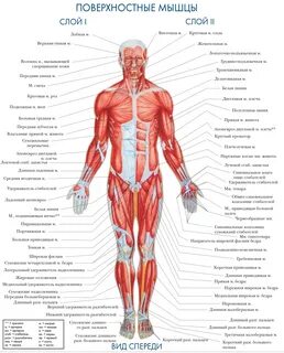 Строение человека мышцы и суставы