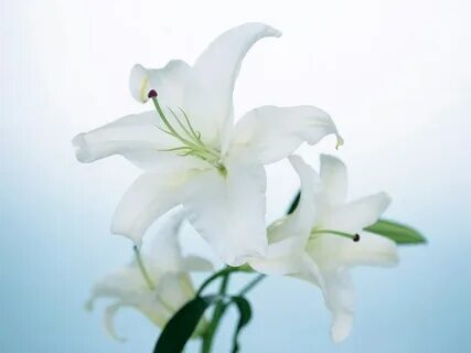 Lily flowers