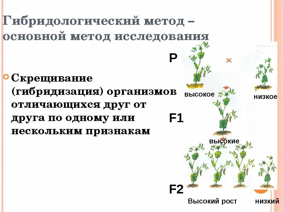 Гибридологический метод изучения наследственности 9 класс. Методы генетики гибридологический метод. Гибридологический метод генетика. Гибридологический анализ Менделя. Гибридологического метода наследования