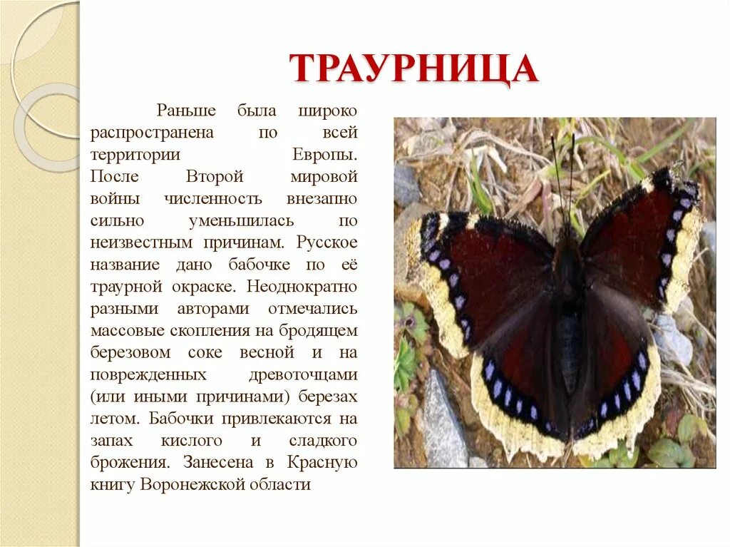 Траурница бабочка красная книга. Махаон траурница. Траурница бабочка описание. Редкие бабочки России занесенные в красную книгу. Сколько лет бабочке