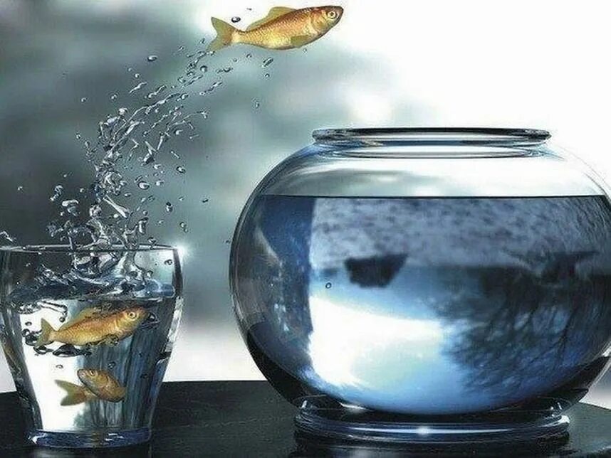 Рыбки для аквариума. Рыбка выпрыгивает из аквариума. Однажды рискнув можно остаться счастливым на всю жизнь. Однажды рискнув.