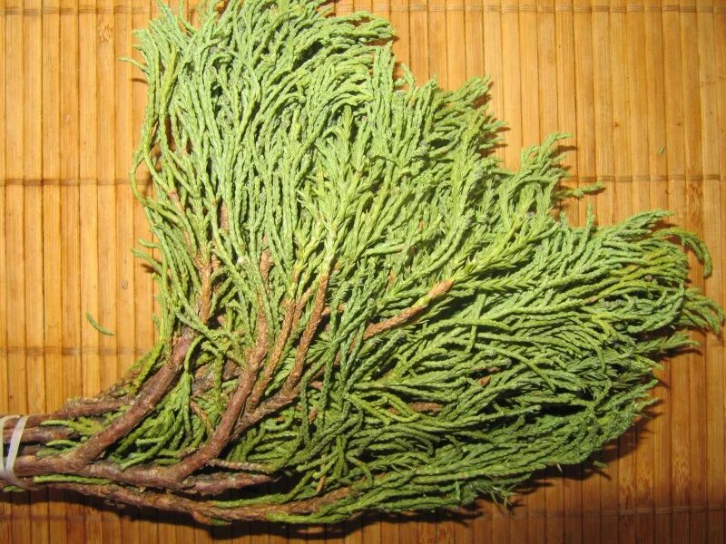 Можжевельник обыкновенный плоды. Можжевельник обыкновенный микростробилы. Можжевельник используется. Можжевельниковый веник. Сообщение о можжевельнике.