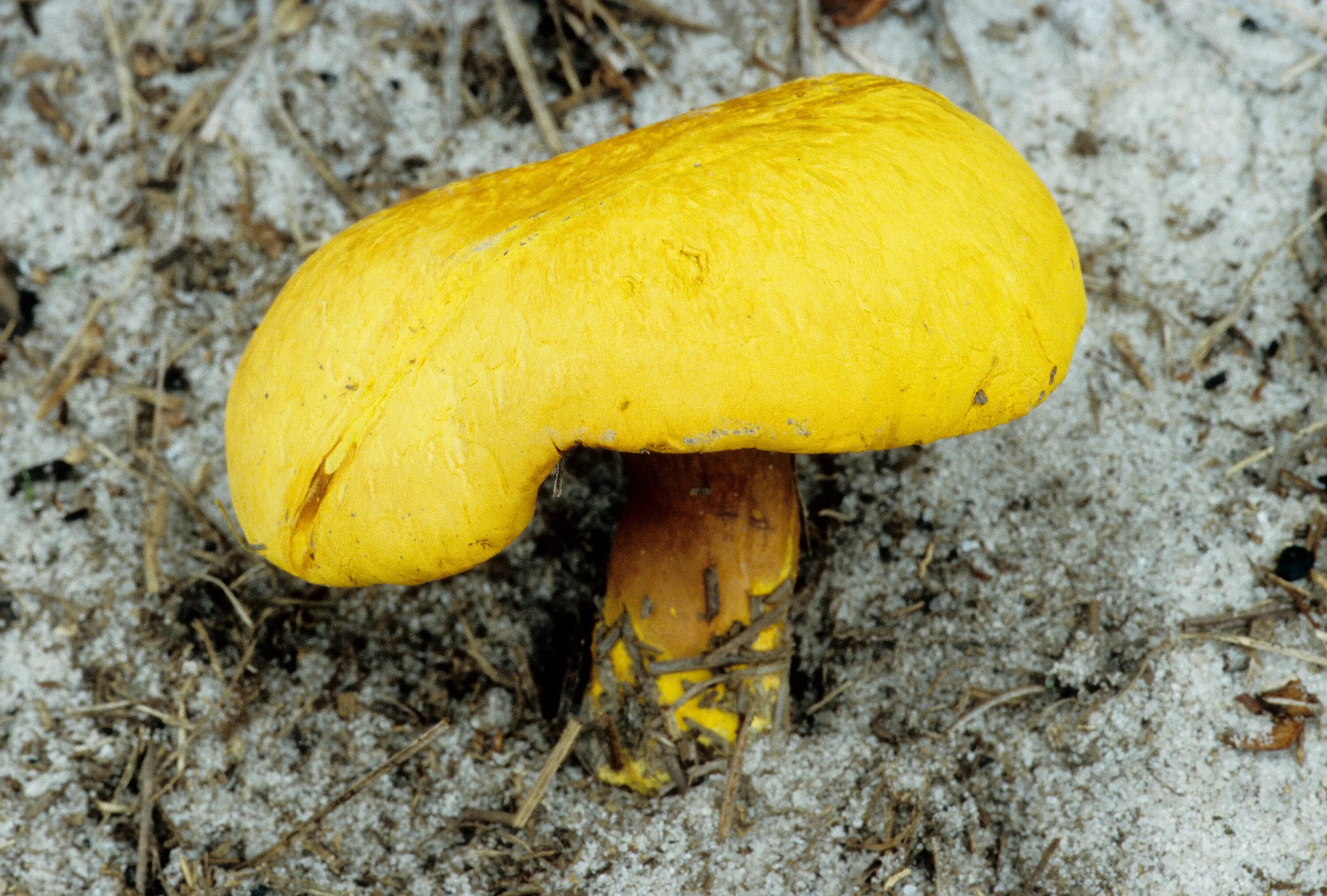 Желтая ли. Моховик полузолотистый. Гриб моховик полузолотистый. Желтый моховик гриб. Моховик абрикосово-жёлтый.