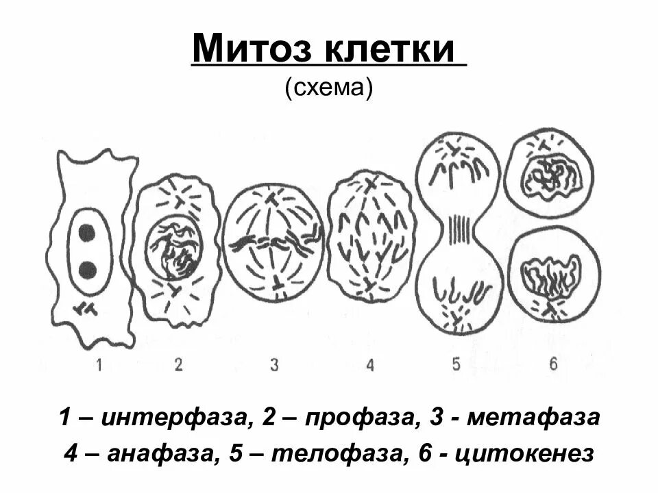 Деление клетки митоз. Деление клетки митоз схема. Фазы деления клетки митоз рисунок. Митотическое деление схема. Способы деления клетки схема.