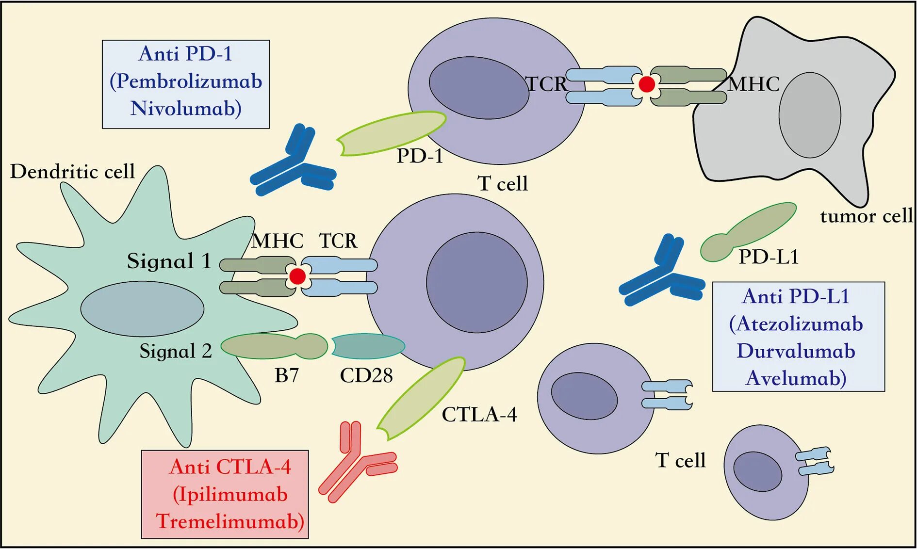 PD-1 and PD-l1 inhibitors. Ниволумаб строение. ЧЕКПОИНТ ингибиторы. Пембролизумаб 200мг. Пембролизумаб 200мг цена