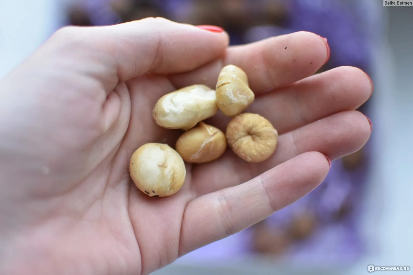 Самый дорогой орех в мире макадамия. Орехи макадамия в руке. Самый вкусный орех. Самый крепкий орех в мире макадамия.