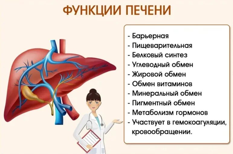 Печень орган какого обмена. Функции печени схема. Функции печени в организме человека кратко. Печень орган функции. Функции человеческой печени.