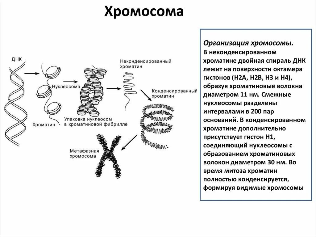 Хроматин функции. Хроматин функции