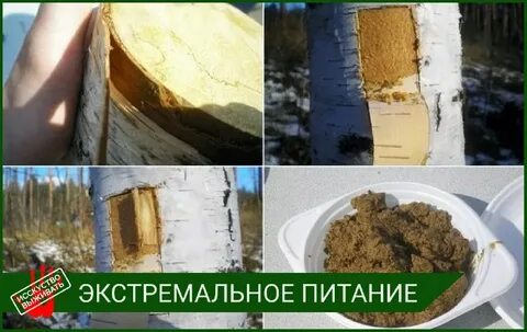 Березовая каша