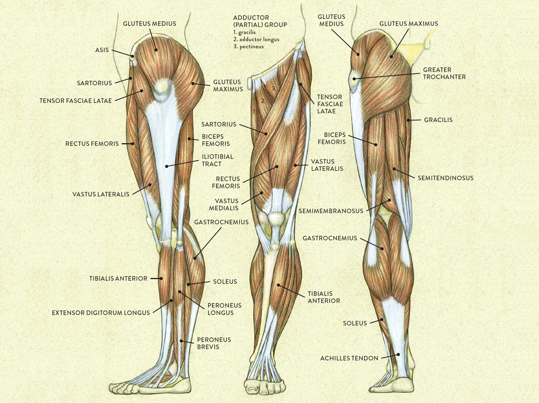 Мышцы нижних конечностей анатомия атлас. Анатомия мышц ног и бедер. Анатомия мышц и костей нижней конечности. Мышцы нижней конечности пластическая анатомия. Место ниже бедра