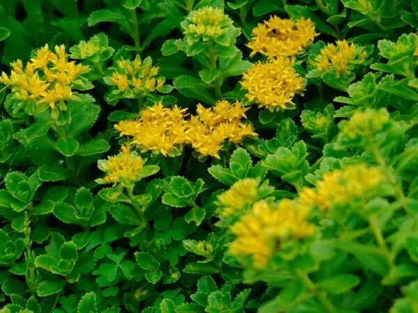 Очиток Едкий Yellow Queen - Королева Желтых Цветов Зеленый рай Фотогалерея приро