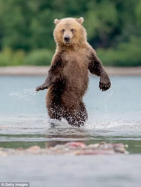 Где медведь танцует. Медведь танцует. Танцующий мишка. Медвежонок танцует. Мишка танцует.