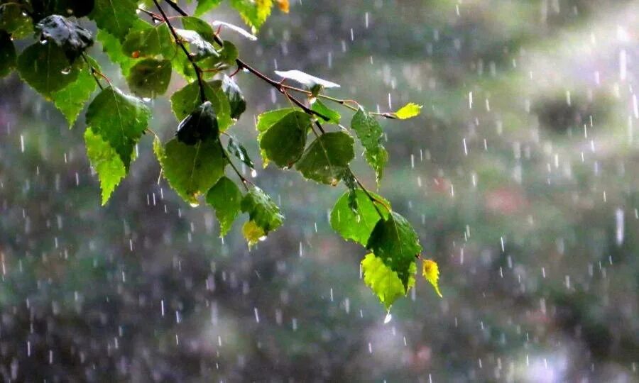 Весенний дождик. Природа дождь. Дождливый день.
