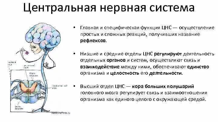 Роль отделов цнс. Функции нервной системы ЦНС. Функции отделов ЦНС. Функция нервной системы рефлексы. Функции центральной нервной системы.