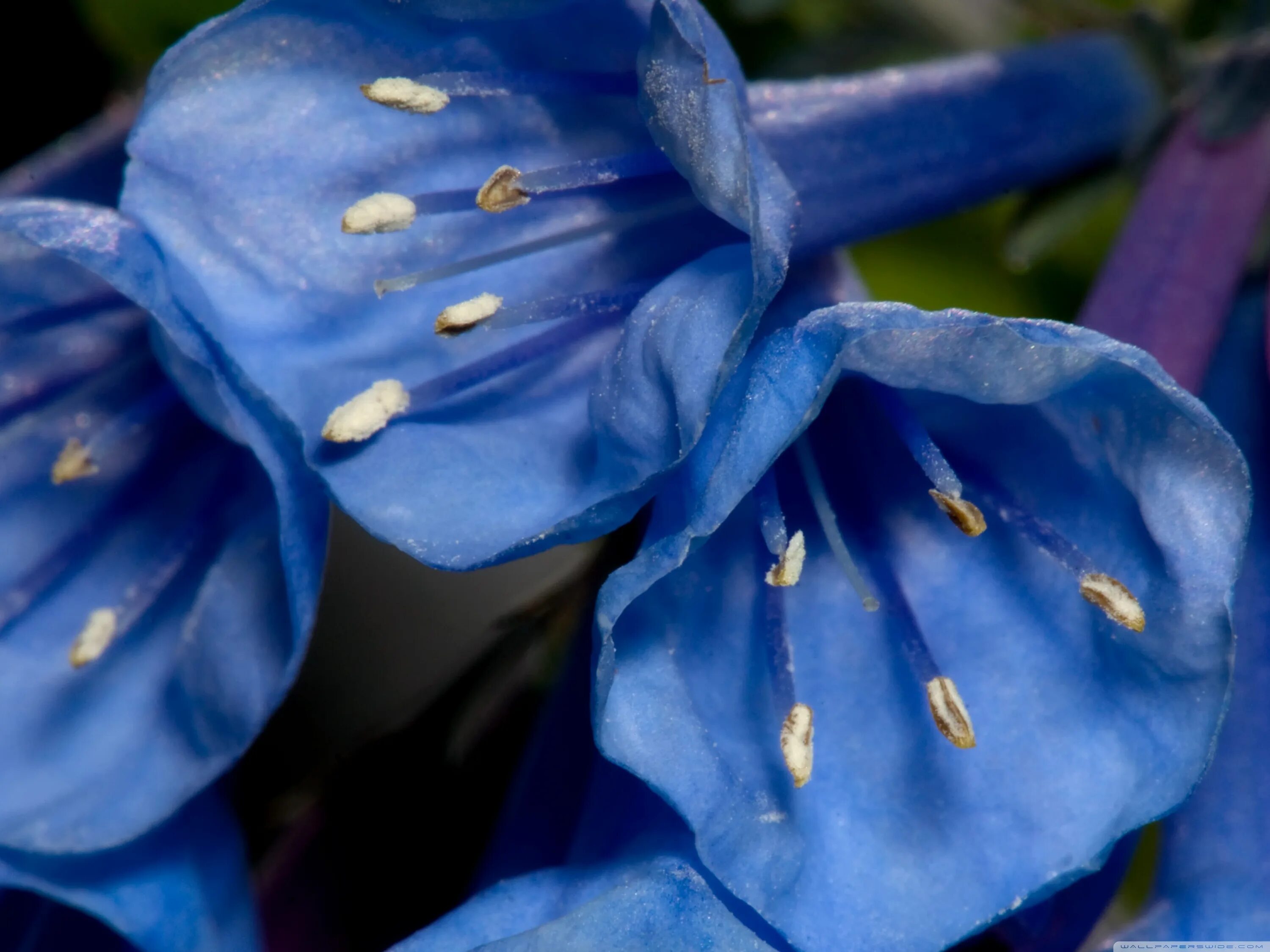 Phacelia campanularia. Айла мертензия. Кампанула синий колокольчик. Кампанула синяя. Колокольчик остролистный.