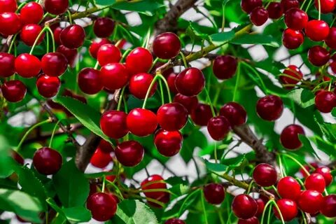 Borne fruit