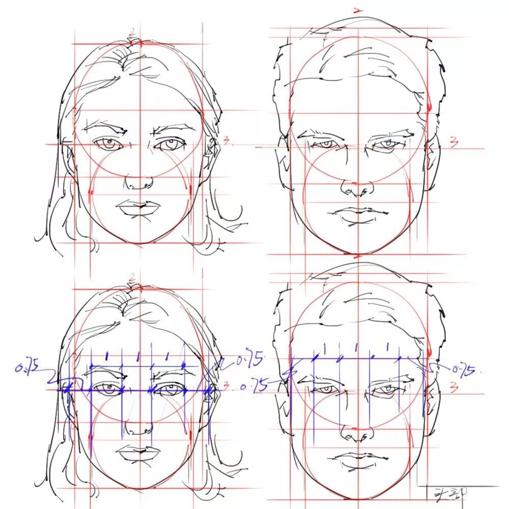 Лицо рисунок схема. Пропорции женского лица в профиль и анфас. Построение головы человека пропорции. Пропорции головы человека анатомия. Пропорции человека в анфас.