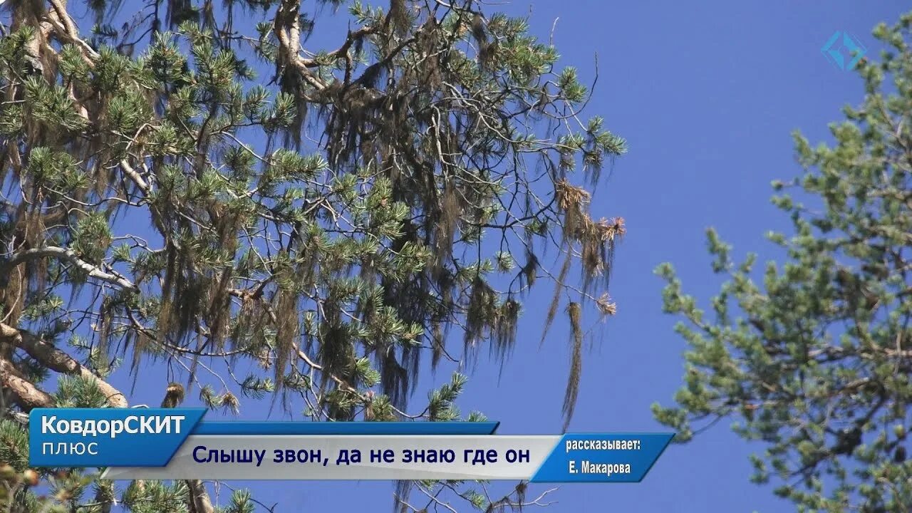 Слышу звон бубенцов издалека. Слышит звон. Слышу звон не знаю. Слышал звон да не знает где он. Сон звон слышать