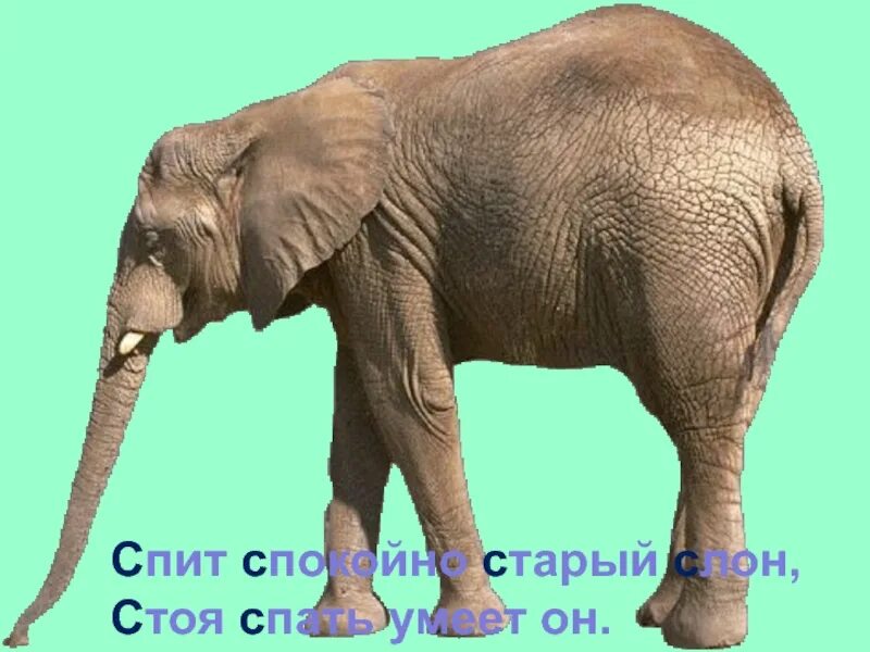 Спящий стоя слон. Стой поспать